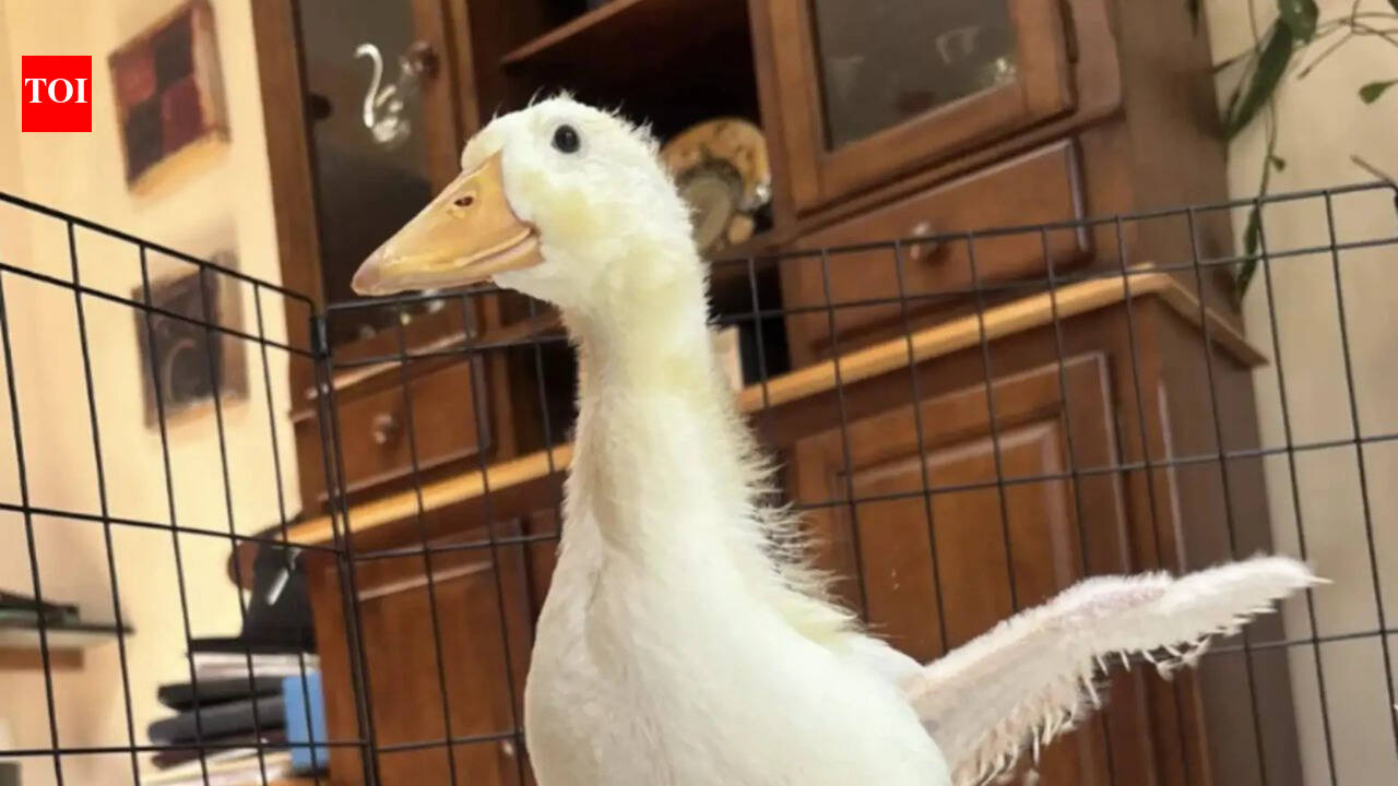 Meet Rudy: A smart duckling who aided her own rescue in a Brooklyn park by chasing humans every day