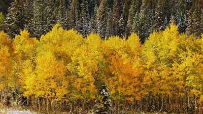  Meet Pando, the world's biggest living organism