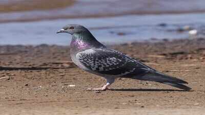 Pigeons were domesticated 3,500 years ago, and the birds we now call pests may have been living beside humans nearly a millennium longer than anyone thought