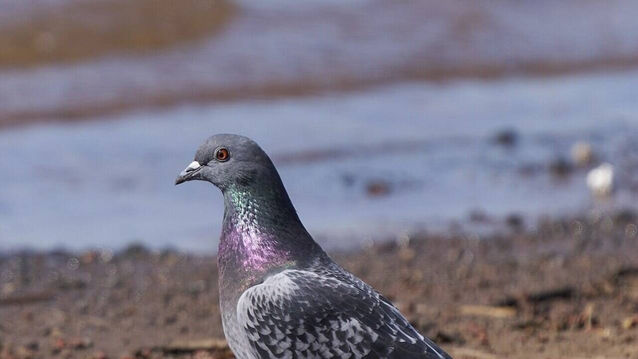 Pigeons were domesticated 3,500 years ago, and the birds we now call pests may have been living beside humans nearly a millennium longer than anyone thought