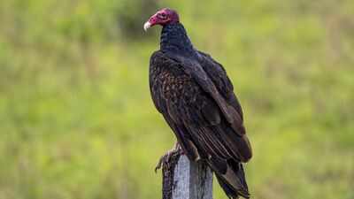  The bird that vomits at predators and poops on its own legs to survive