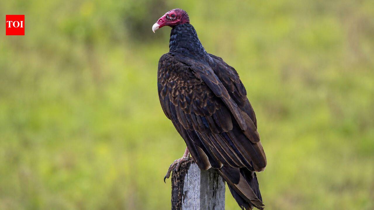 Meet the Turkey vulture: The bird that vomits at predators and poops on its own legs to survive