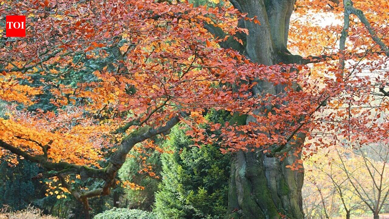Soil from declining beech trees in Spain made seedlings more resilient to canker fungi, hinting that stressed forests leave behind unexpected microbial legacies