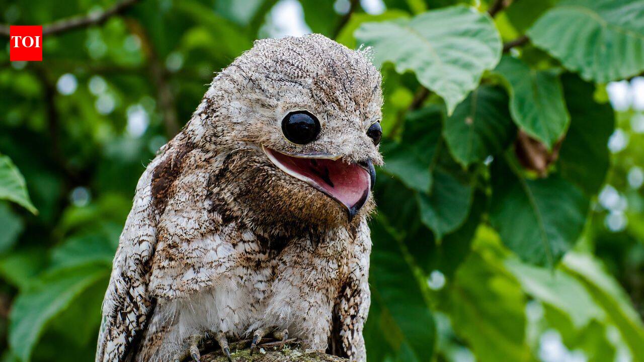 Meet the great potoo: The bird that can see with its eyes closed by day and hunt in darkness by night