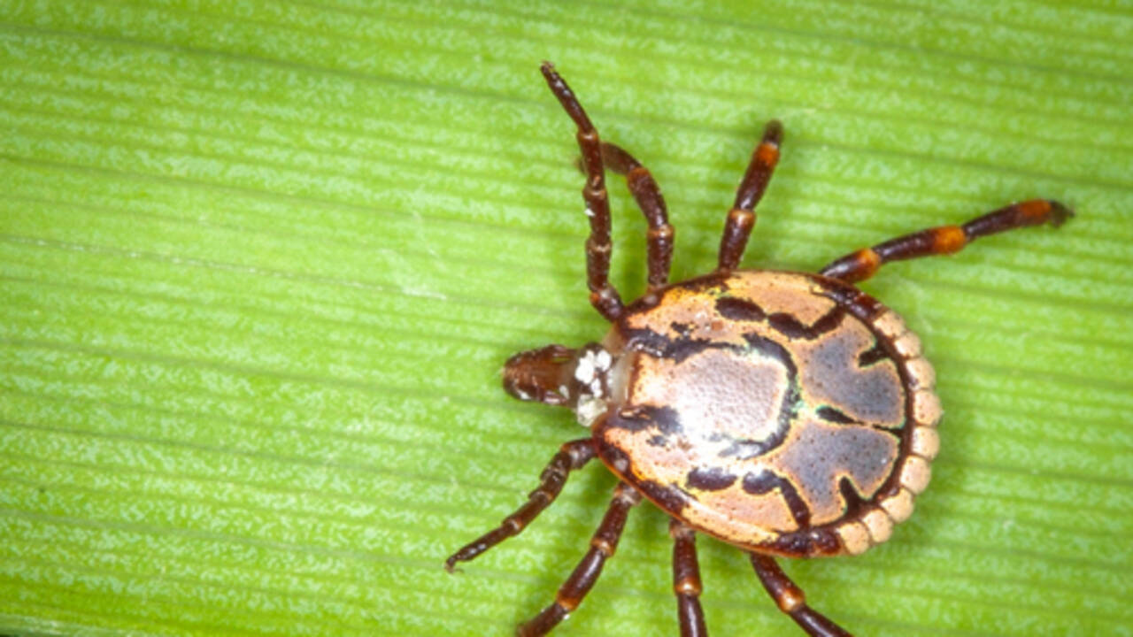 A South African tick is moving into new areas, and climate models warn that central and eastern regions could face higher disease risk by 2065