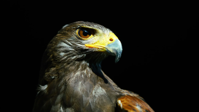  The hawk that has quietly protected Wimbledon's famous grass courts for nearly two decades