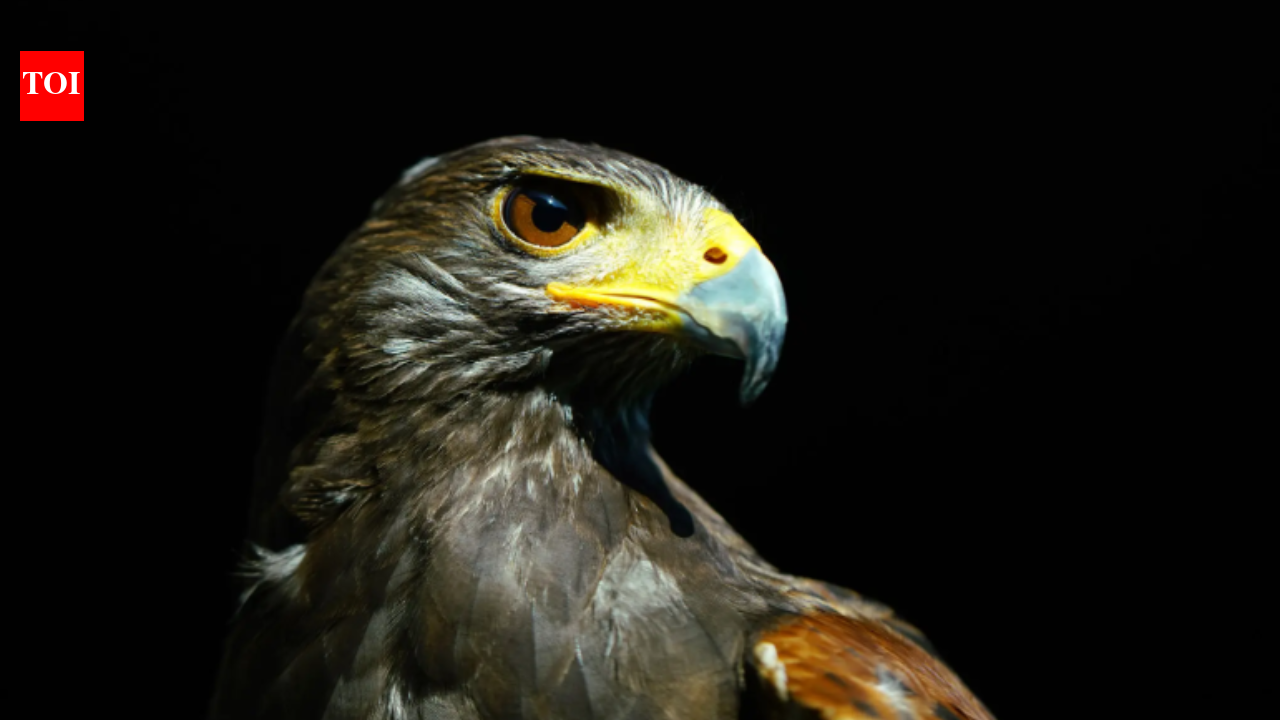 Meet Rufus: The hawk that has quietly protected Wimbledon's famous grass courts for nearly two decades