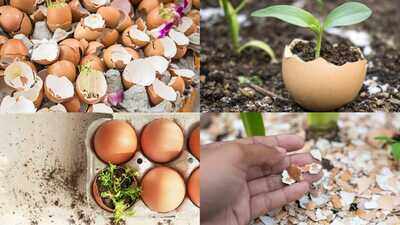 Don't throw away eggshells! 7 Smart ways gardeners use them to help plants thrive