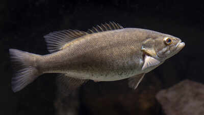 Japan introduced black bass in 1925 to improve sport fishing, but scientists now say the invasive predators transformed Lake Biwa and drove native fish into decline