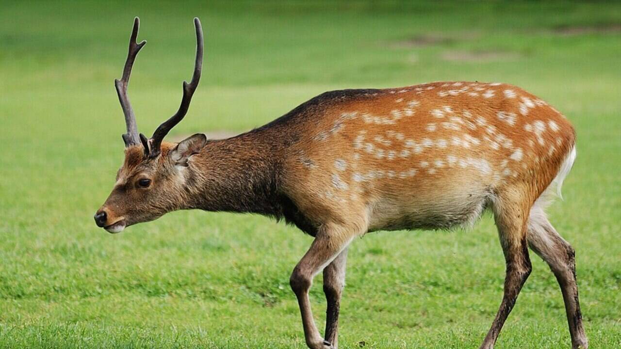 Japan lost its wolves more than a century ago, but scientists now say exploding deer populations are stripping young trees before they can grow, preventing forests from regenerating across much of the country