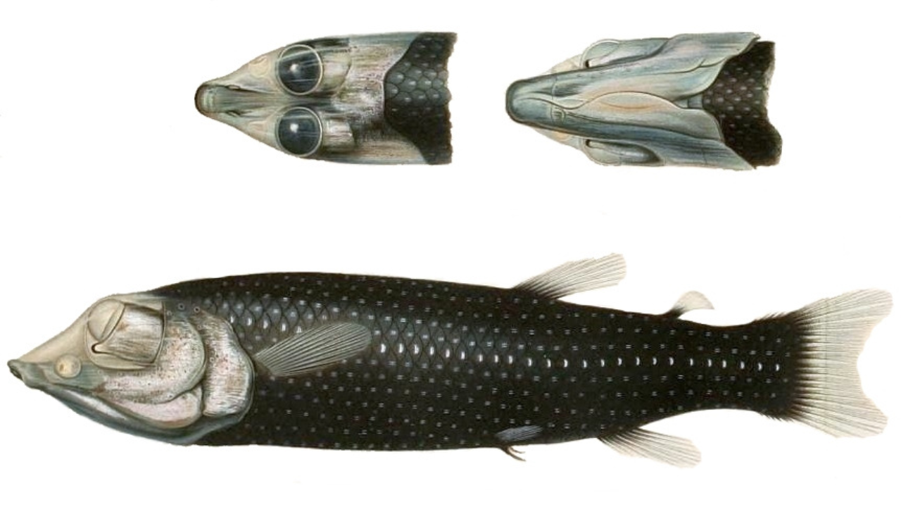 Scientists filmed a barreleye fish in the wild for the first time, and the 35-day Brazil expedition also uncovered two new deep-sea vent fields