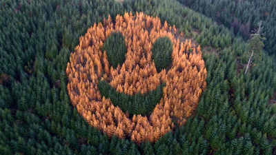 Every autumn, an ordinary Oregon forest suddenly starts smiling after foresters in 2011 planted western larch trees in a secret pattern among thousands of Douglas firs