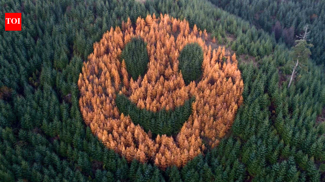 Every autumn, an ordinary Oregon forest suddenly starts smiling after foresters in 2011 planted western larch trees in a secret pattern among thousands of Douglas firs