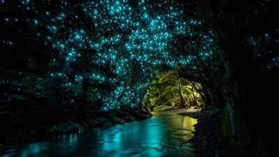 Why New Zealand forests look like a galaxy filled with glowworms at night