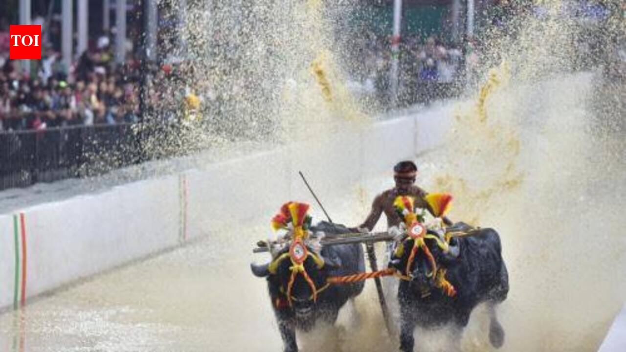 Mysuru Congress accuses BJP of politicising kambala issue