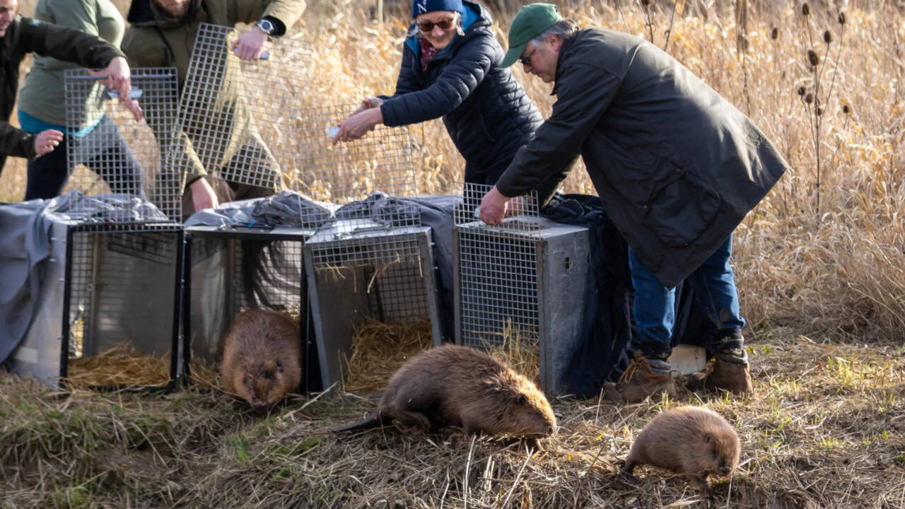 Britain bought 1,525 acres of nearly lifeless farmland for £13.8 million; four years later, beavers are helping it make money