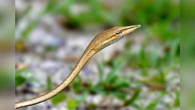 Rare Laudankia vine snake documented in Udaipur