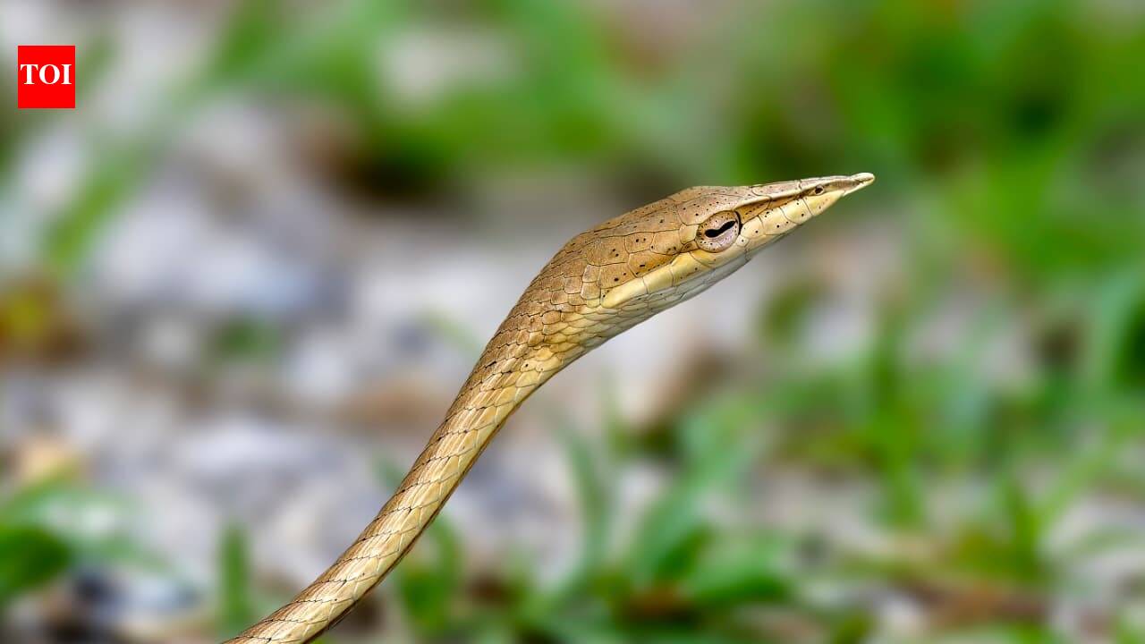 Rare Laudankia vine snake documented in Udaipur