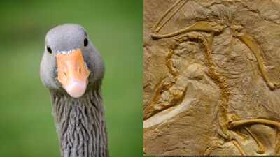 The "Mud Goose" discovery that proves everything we knew about giant birds was wrong