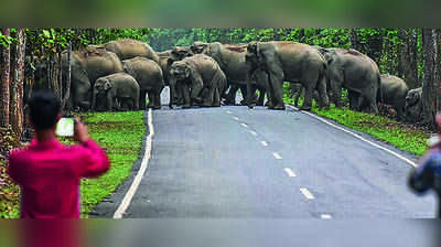 Assam to bring together MLAs, experts to resolve man-jumbo conflict