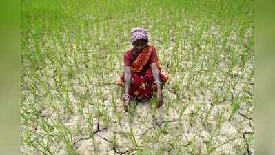 State launches drought-resilient crop strategy amid El Niño effect