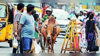 Tambaram struggles to control stray cattle as residents seek stronger action