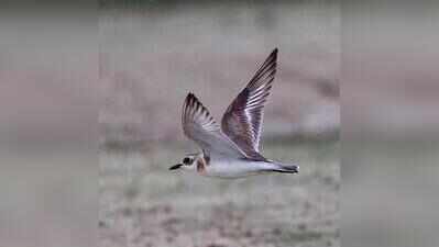 Another rare coastal bird spotted in Chandu
