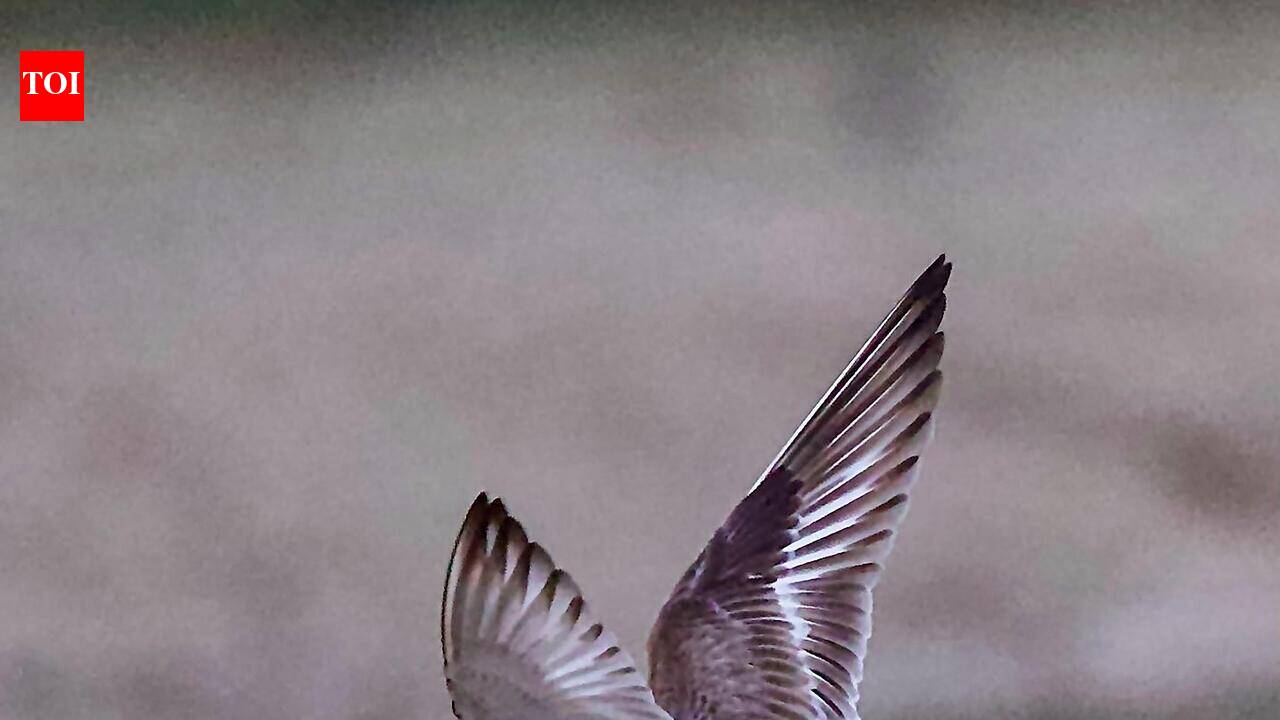 Another rare coastal bird spotted in Chandu