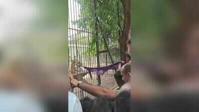 Video of visitor harassing tigers at zoo sparks outrage