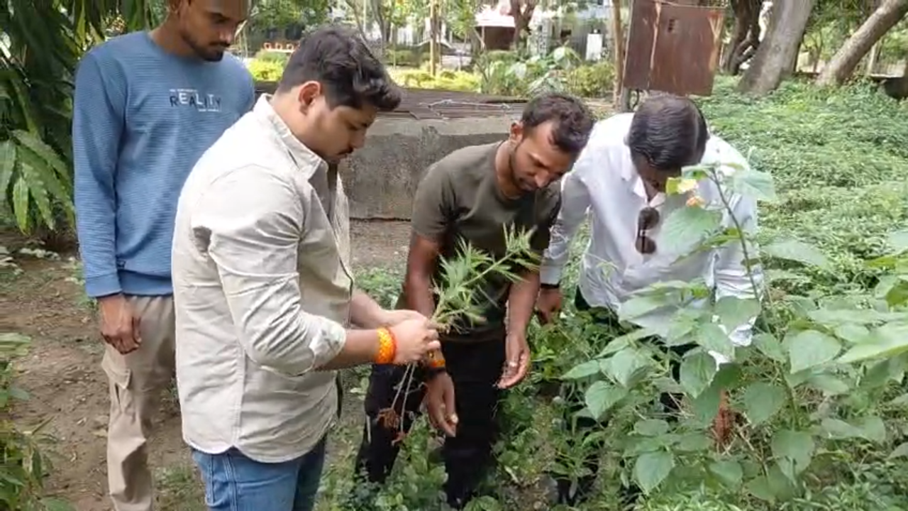 Ganja grows in NMC garden, exposes civic watchdog flaws