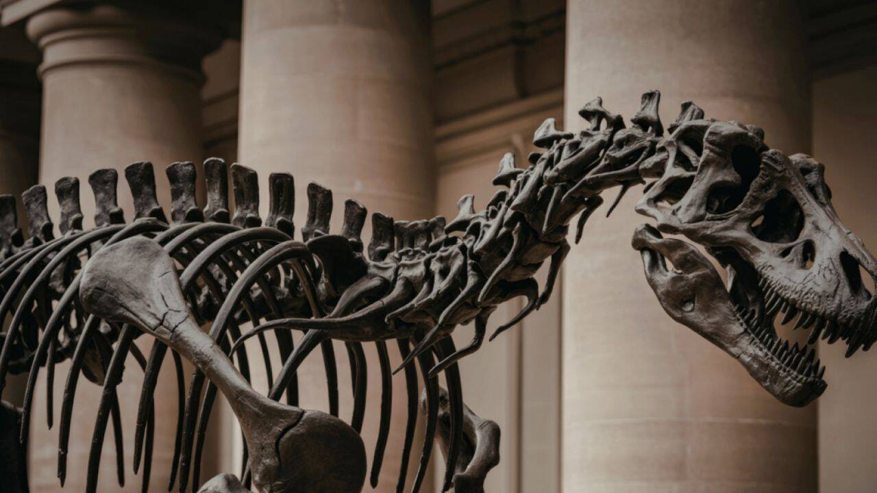 Thailand Dinosaur Discovery