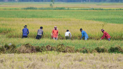 Kharif acreage falls 16%, but ethanol effect boosts sugarcane