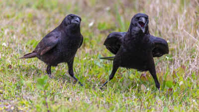 Why do crows seem to hold grudges? They could become your enemy for as long as 17 years