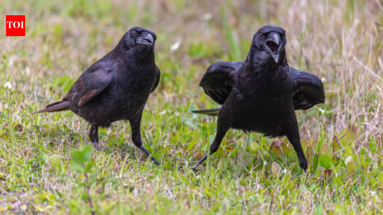 Why do crows seem to hold grudges? They could become your enemy for as long as 17 years