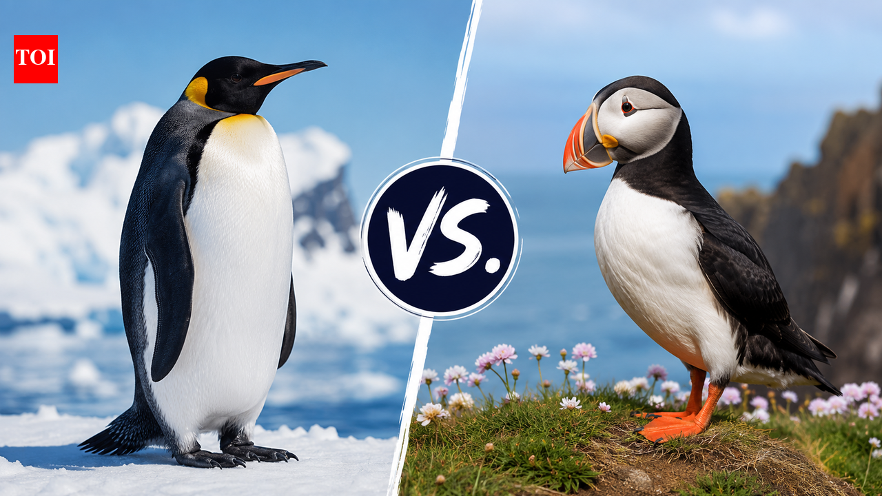 Puffin vs Penguin: The surprising differences between the Arctic flyer and Antarctica's master swimmer