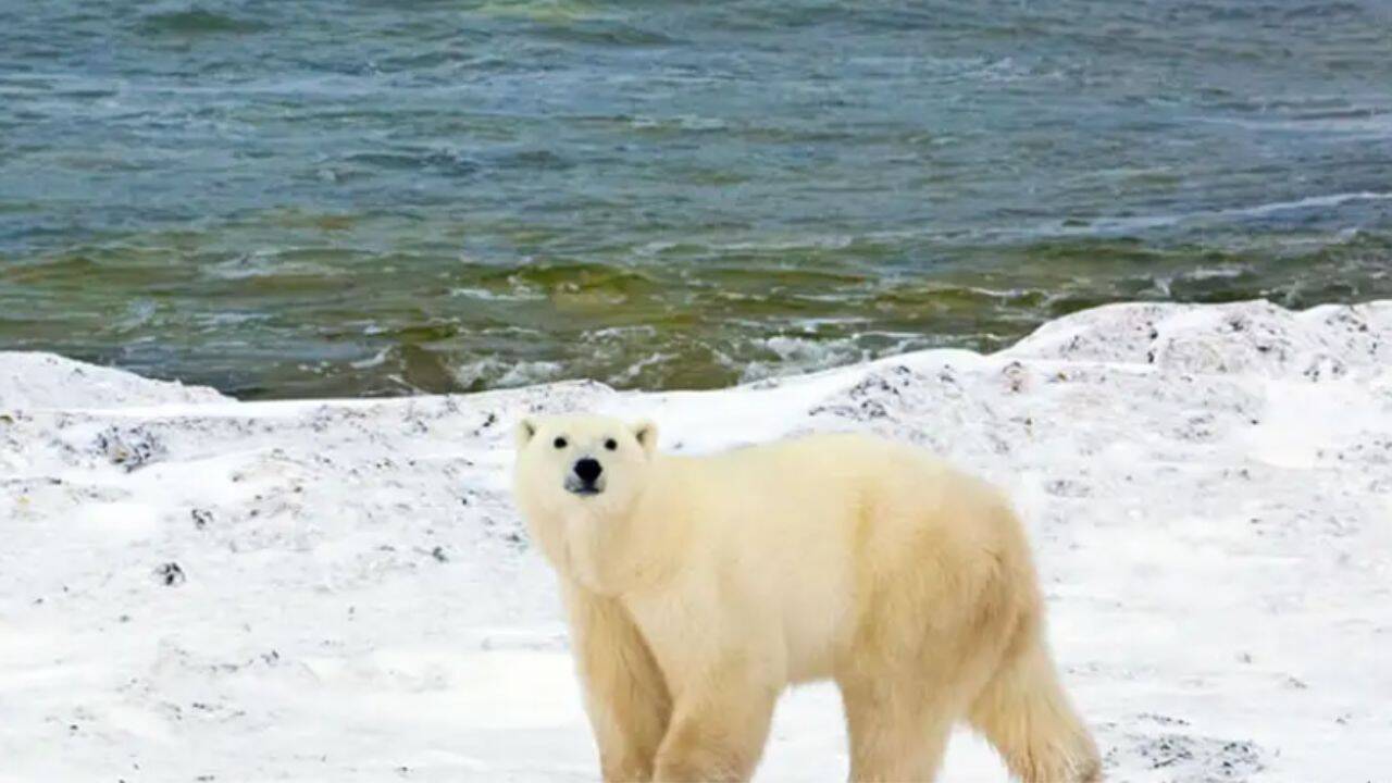 AI radar ‘Bear-dar’ detects polar bear mother and cubs in Canada