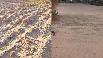Rajasthan monsoon crisis: Jaisalmer farmers fear crop losses as rainfall deficit hits kharif sowing