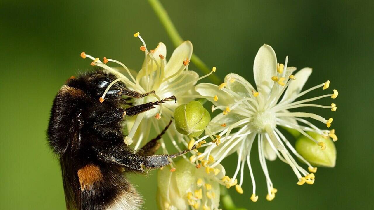 Heavy traffic turns flower-rich road verges into bumblebee traps, and in southern Sweden, scientists found dead bees outnumbered live ones at about 4,000 vehicles a day