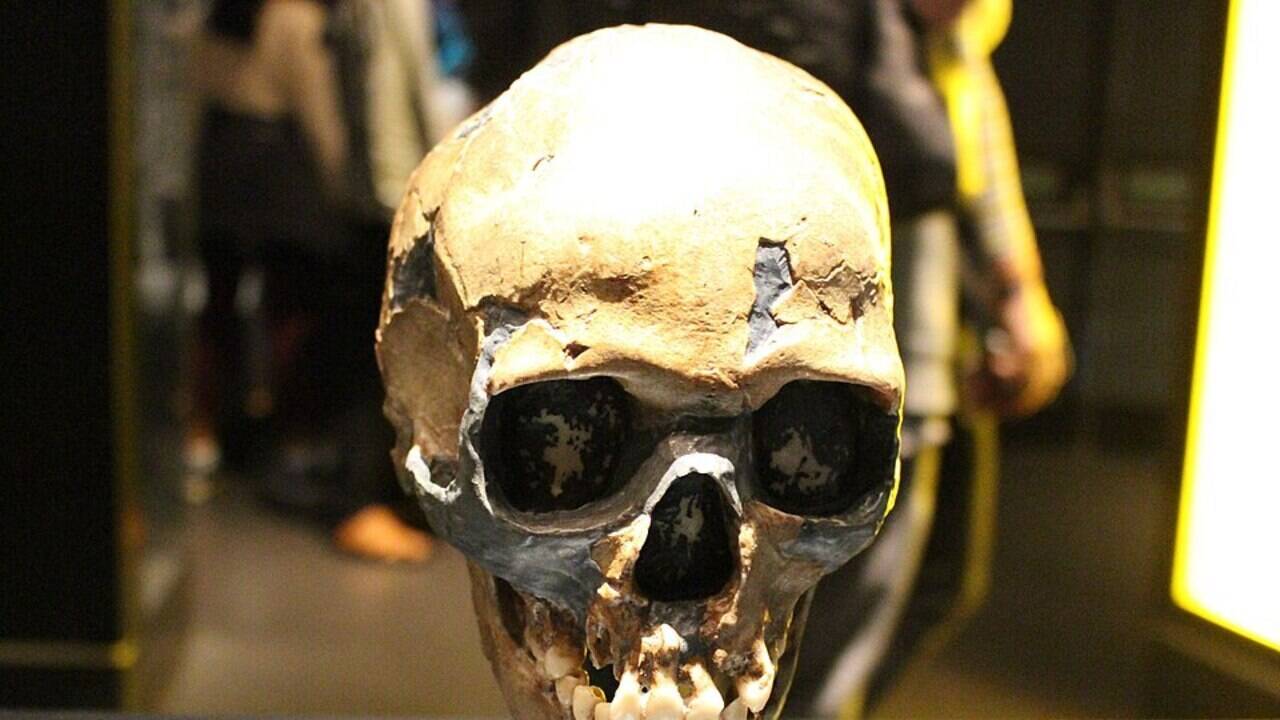 Neanderthal babies started like ours, but their bones matured much faster in the first months of life