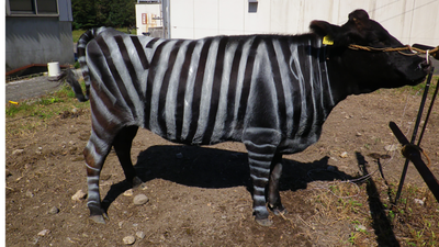 Japanese scientists painted black cows with white zebra stripes, and biting-fly attacks dropped by half, a real-world clue to why zebras evolved their pattern