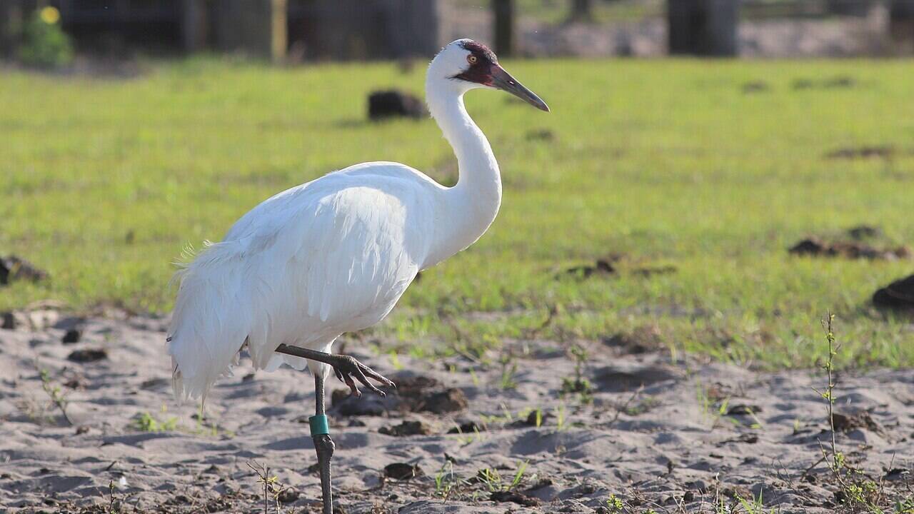 In 1941, only 21 whooping cranes were left worldwide; protection of their last wild breeding grounds helped the species rebound to more than 800 birds