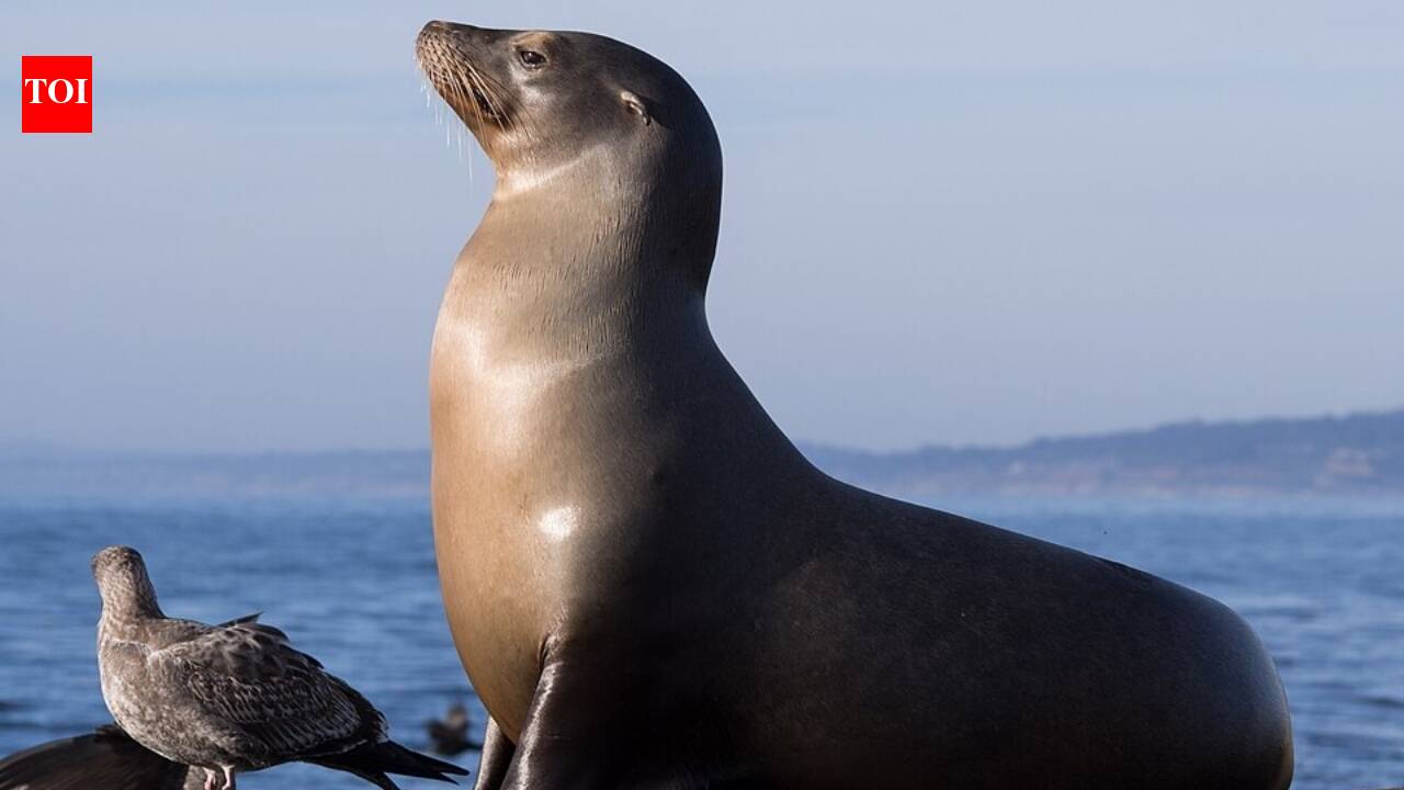 US wildlife managers allowed targeted removal of sea lions after they learned to ambush threatened salmon below dams, forcing officials to balance marine mammal protection with fish recovery
