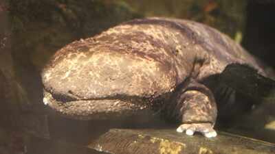 In 2016, Japan chose not to remove river dams blocking giant salamanders; instead, scientists built ladderways that helped the amphibians climb past them