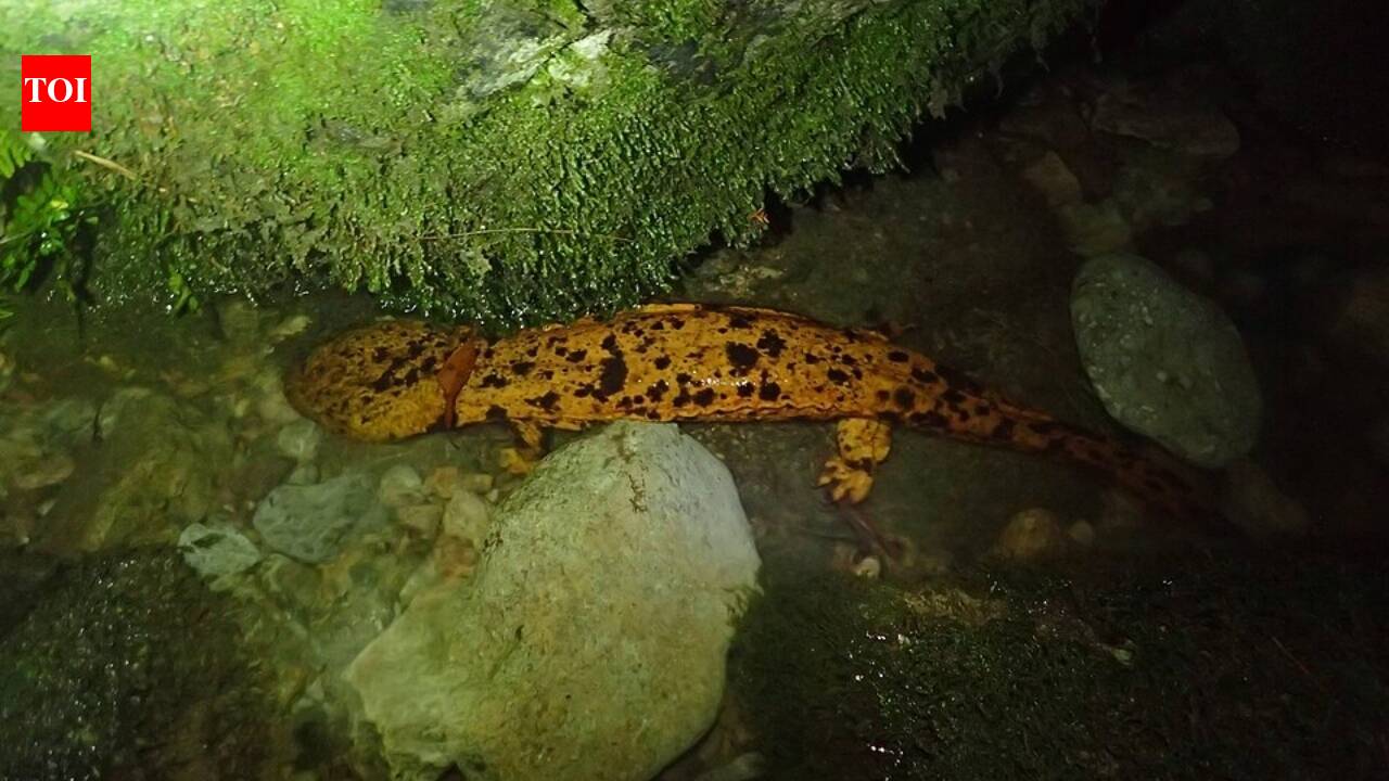 In 2016, Japan chose not to remove river dams blocking giant salamanders; instead, scientists built ladderways that helped the amphibians climb past them