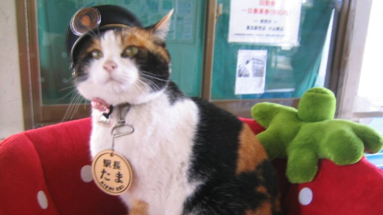 In 2007, a struggling Japanese railway named a stray calico cat as station master to attract riders, passenger numbers jumped 17%, and the cat later generated over ¥1.1 billion for the town