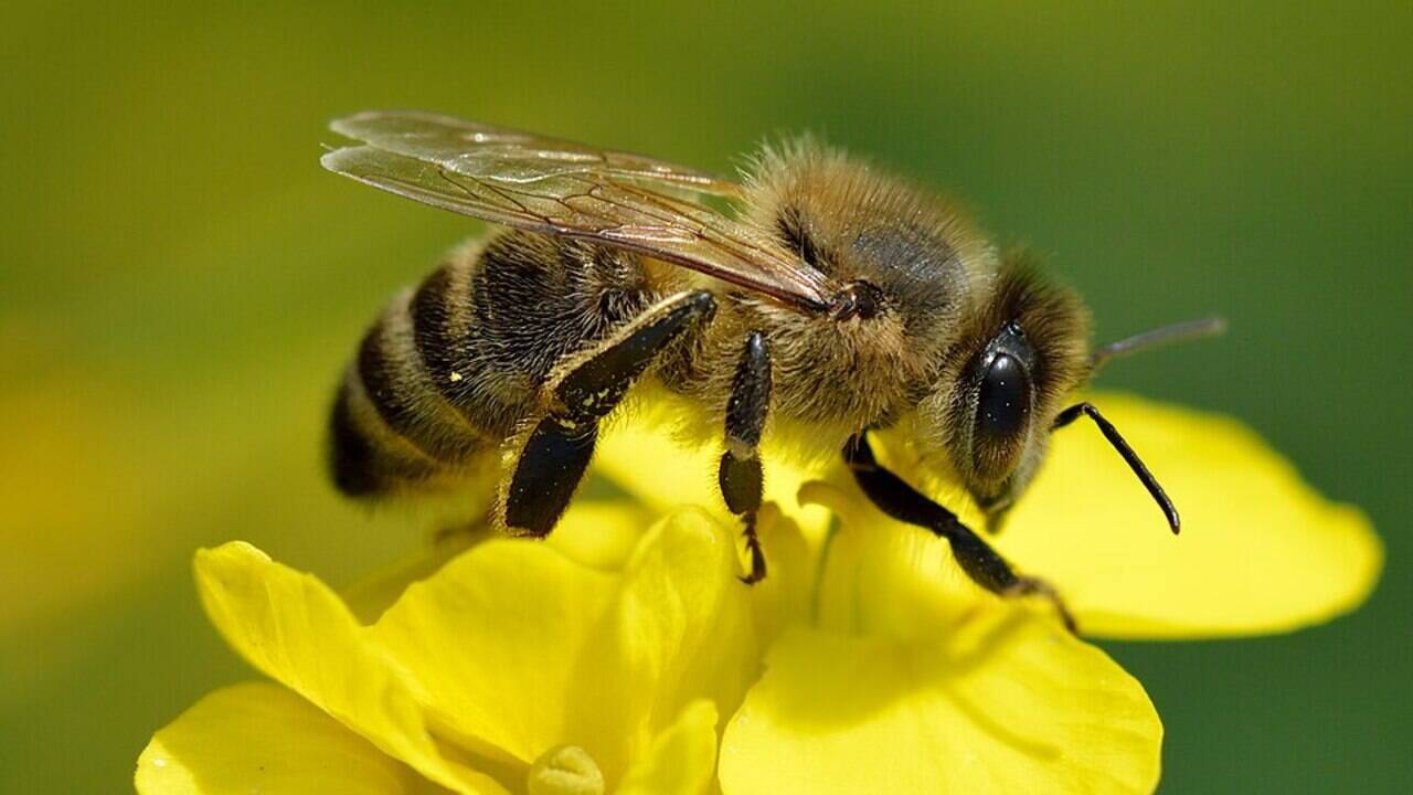 When U.S. honeybees began collapsing in 2006, scientists raced to find the cause. Nearly 20 years later, the hive crisis is still not fully solved