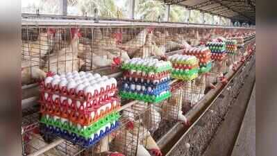 Egg rates crack new high amid supply constraints