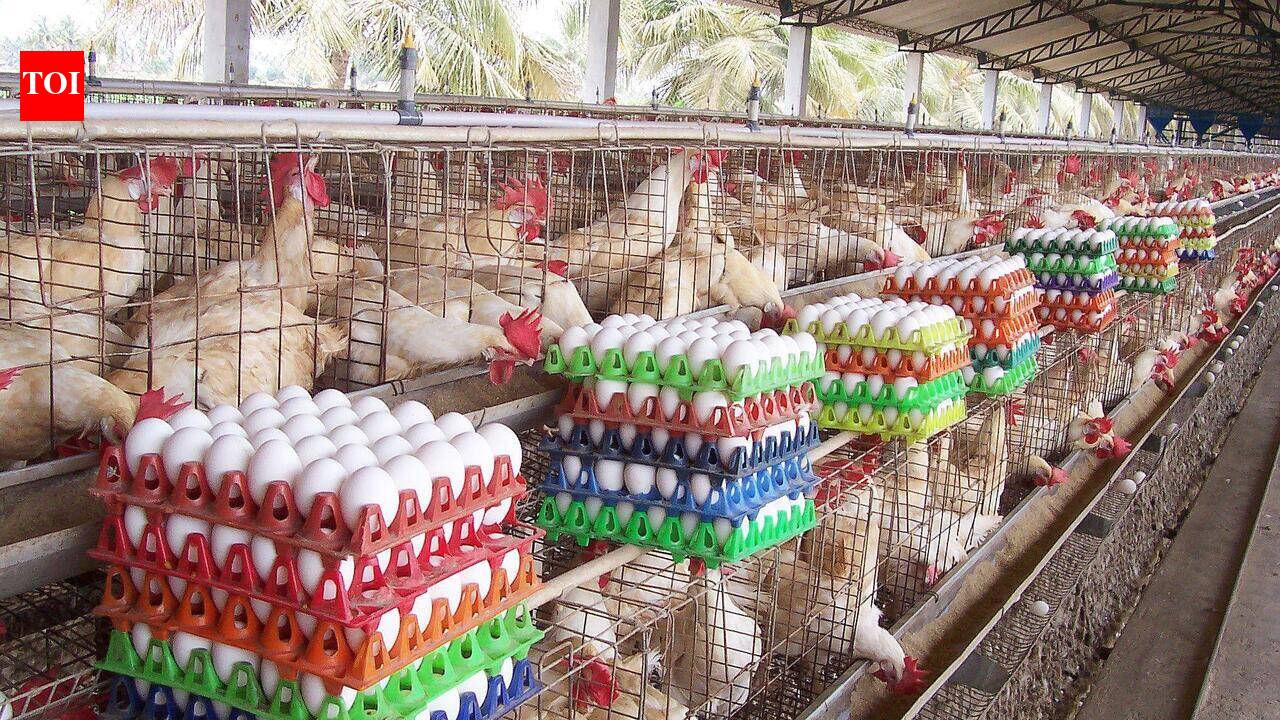 Egg rates crack new high amid supply constraints