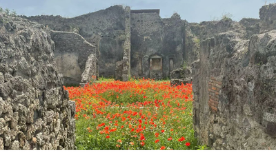 2,000 years after Pompeii vanished beneath volcanic ash in one of history's deadliest volcanic disasters, the ancient Roman street is blooming with flowers, offering a symbol of nature's renewal