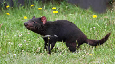Tasmanian devils face two evolving contagious cancers, and researchers say genetic monitoring is critical to conservation